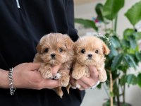 Maltipoo Yavrular