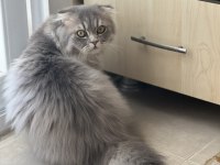 Oğluşumuza dişi kedi arıyoruz