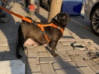 1.5 yaşında pug evde bakılıyor tuvalet eğitimi mevcut
