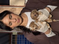 Maltipoo bebeklerimiz 