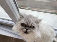 Chinchilla Kedimi Sahiplendirmek İstiyorum