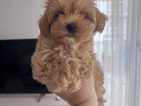 Fırsat Yavruları Bebek Yüzlü Maltipoo