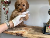 1. Kalite Maltipoo