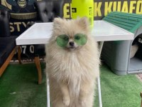 10 aylık dişi 2 kg pomeranian