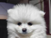 Pomeranian boo köpeğimiz