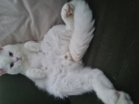 Ücretsiz british shorthair acil yuva