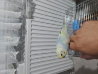 Rainbow muhabbet kuşu yavru