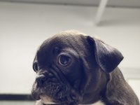 French bulldog 60 günlük