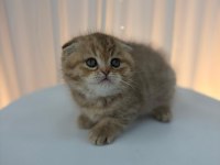 Irk Ve Sağlık Garantili Scottish Fold Yavrularımız