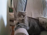 Yakışıklı scottish fold oğluma aynı ırktan eş arıyorum