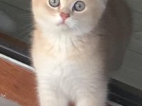 3 aylık erkek AY11 british shorthair