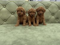 TEA CUP VE TOY BOY DA RED BROWN KORE POODLE YAVRULARIMIZ