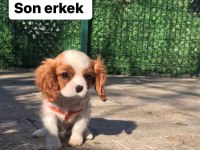 Cavalier king charles köpeğimiz