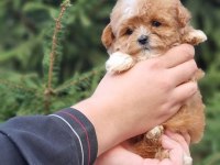 SEVİMLİ MALTİPOO YAVRULARI