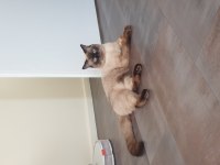 11 aylık british shorthair çiftleştirme