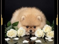 Mini Pomeranian boo yavrularımız