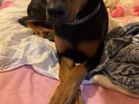 1 YAŞINDA DİŞİ DOBERMAN