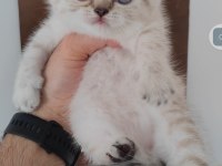 British shorthair kedisi