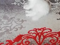 Beyaz melekler scottish fold longhair 4 yavru mevcut