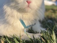 Scottish fold longhair