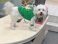 Ev Ortamına Uyumlu Dişi Maltese Terrier