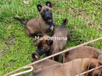 Şecereli Malinois Köpekler