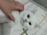 Orjinal safkan british shorthair yavrular