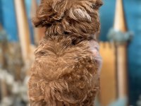 Orijinal en sevimli Kore Maltipoo
