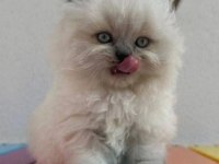 52 gunluk british longhair blue point yavru