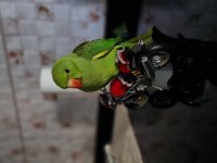 Full evcil elden beslemesi Pakistan Papağanı