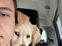 3 aylık akıllı golden retriever yavru