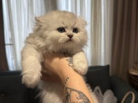 Orjinal ırk british longhair