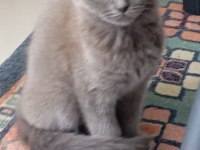 Scottish fold kedisi
