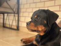 A Şecereli Erkek Rottweiler Yavrularım
