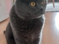Scottish fold badem yuvasını arıyor