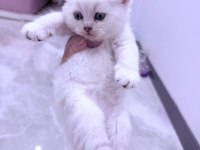 Kaliteli Yavru Bebek Kedimiz