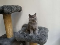 Gri british longhair cinsi yavrumuza yuva arıyoruz