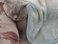 british shorthair oyuncu ve uysal
