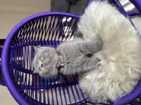 British Shorthair Safkan Yavru