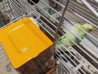 Muhabbet kuşlar 15 yavru aldım şuan 5 yumurta var