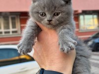 Elit british shorthair bebekler