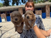 Golden retriever yavrularımız ruhsatlı çiftliğinden