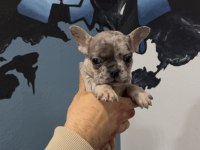 Safkan Egzotik French Bulldog Yavrularımız 45 Günlük