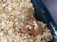 ÜCRETSİZ 2 ADET HAMSTER