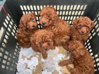 Kore Toy Poodle Yavrular