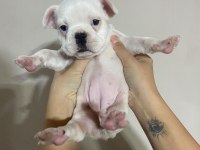 French Bulldog 40 Günlük Yavru