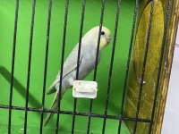 Greywings muhabbet kuşları