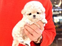 SHOW KALİTE MALTİPOO BEBEKLERİM