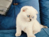 Scottish fold yavruları