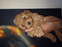 Bir avuç mutluluk poodle